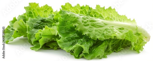 Fresh Green Lettuce Leaves ...