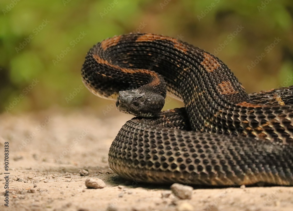 Fototapeta premium Gorgeous Timber Rattlesnake Black Phase