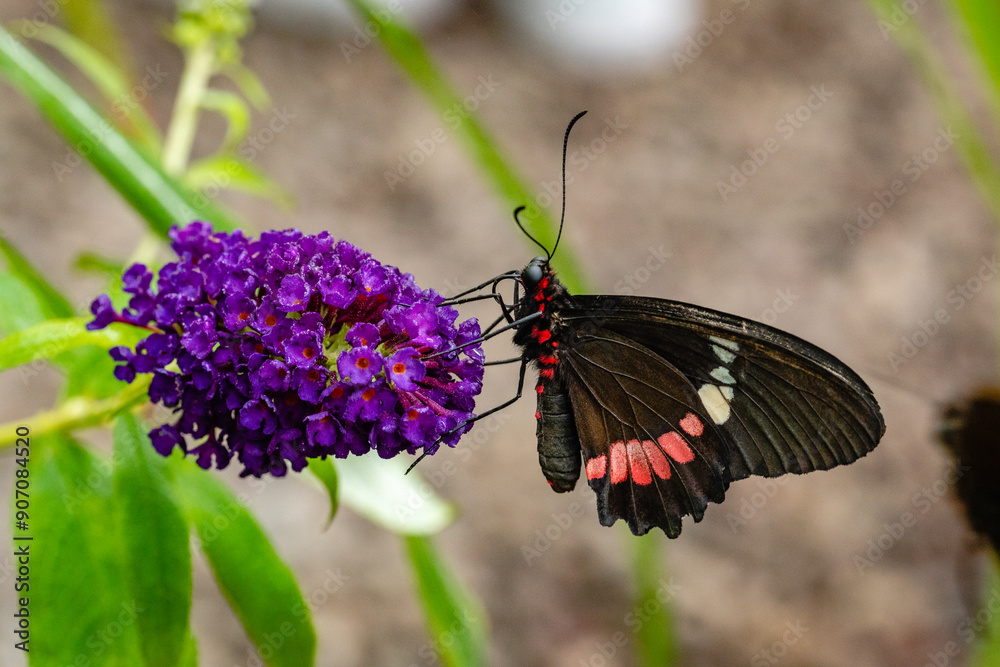 Fototapeta premium Butterfly Parides Eurimedes on flower. It is a species of butterfly in the family Papilionidae. It is commonly known as the mylotes cattleheart, Arcas cattleheart.