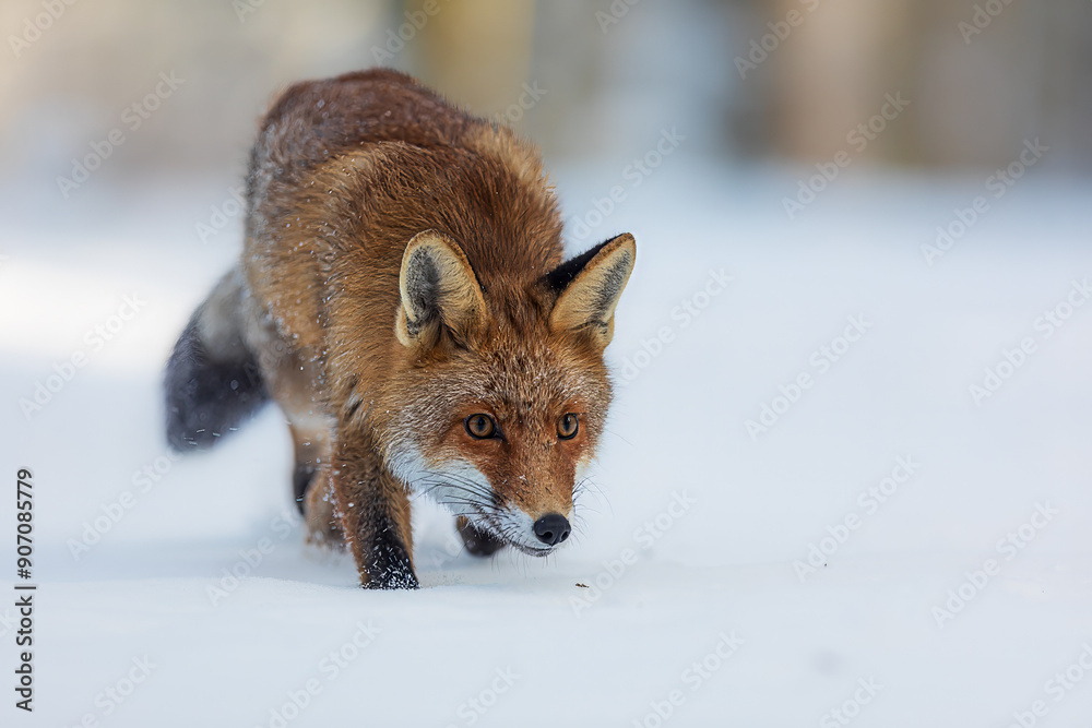 male red fox (Vulpes vulpes) photo very close on snow in forest male red fox (Vulpes vulpes) photo very close on snow in forest