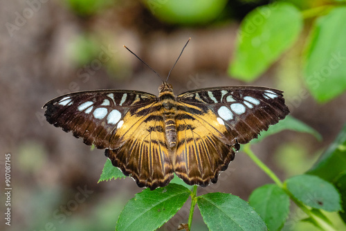 Butterfly Parthenos sylvia, clipper on a leaf. This is a species of nymphalid butterflies found in southern and southeastern Asia, mainly in forested areas. photo