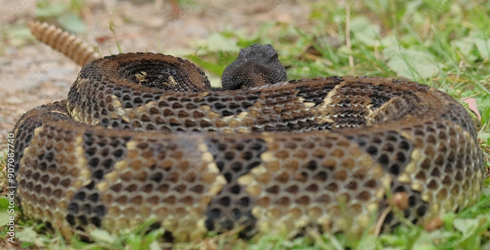 Gorgeous Timber Rattlesnake Black Phase Gorgeous Timber Rattlesnake Black Phase