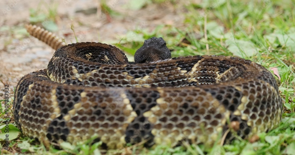 Fototapeta premium Gorgeous Timber Rattlesnake Black Phase