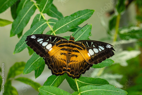 Butterfly Parthenos sylvia, clipper on a leaf. This is a species of nymphalid butterflies found in southern and southeastern Asia, mainly in forested areas. photo