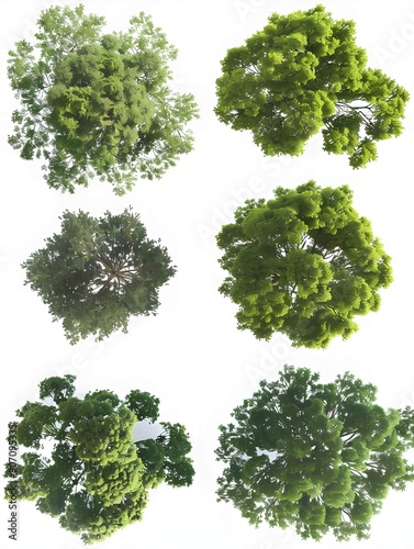 From above green trees canopy collections cutout on white 3d render