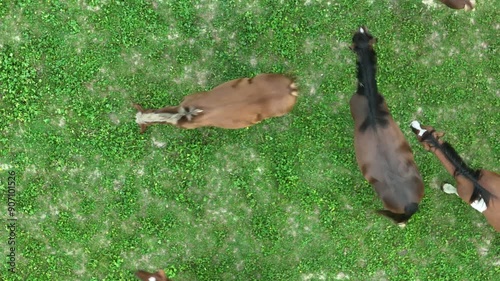 Smooth stabilized drone flight over group of horses in rural farmland area. 