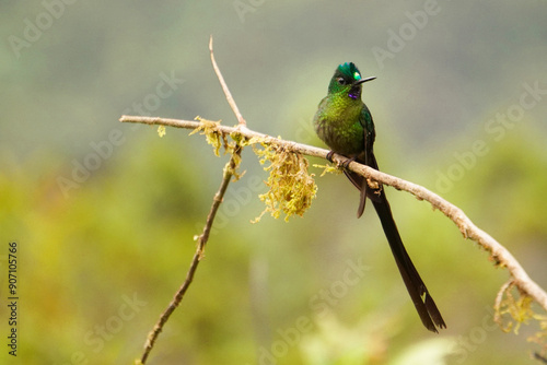 HUMMINGBIRD /COLIBRI COLUDO BAYO photo