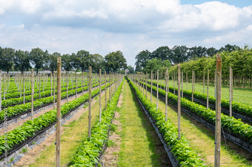 Row of cultivated plants at an agriculture site, Gassel, North Brabant, The Netherlands