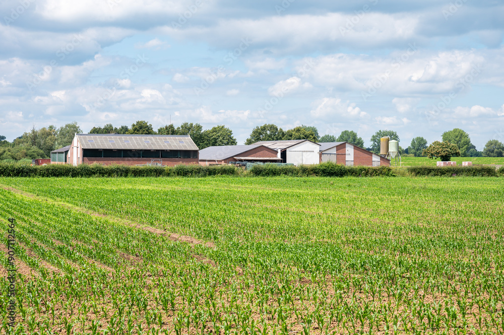 Linden, Gelderland, The Netherlands, July 11, 2024 - Young cultivated corn fields at a bio mass electricity plant and farm Linden, Gelderland, The Netherlands, July 11, 2024 - Young cultivated corn fields at a bio mass electricity plant and farm