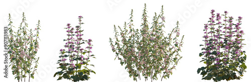 Foto Set of Lavatera clementii (Tree Mallow) shrub and Malva sylvestris (mallow) fron