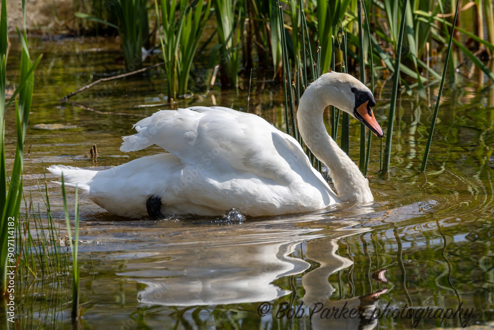 Fototapeta premium swan on the water