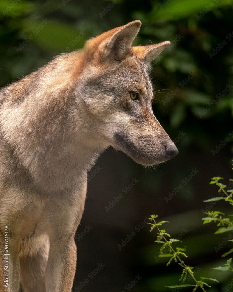 Fototapeta premium wolf in the forest