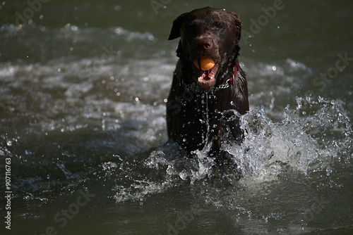 black labrador retriever running in water