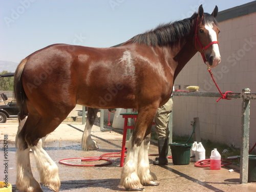 Large Clydesdale Draft Horse Standing
