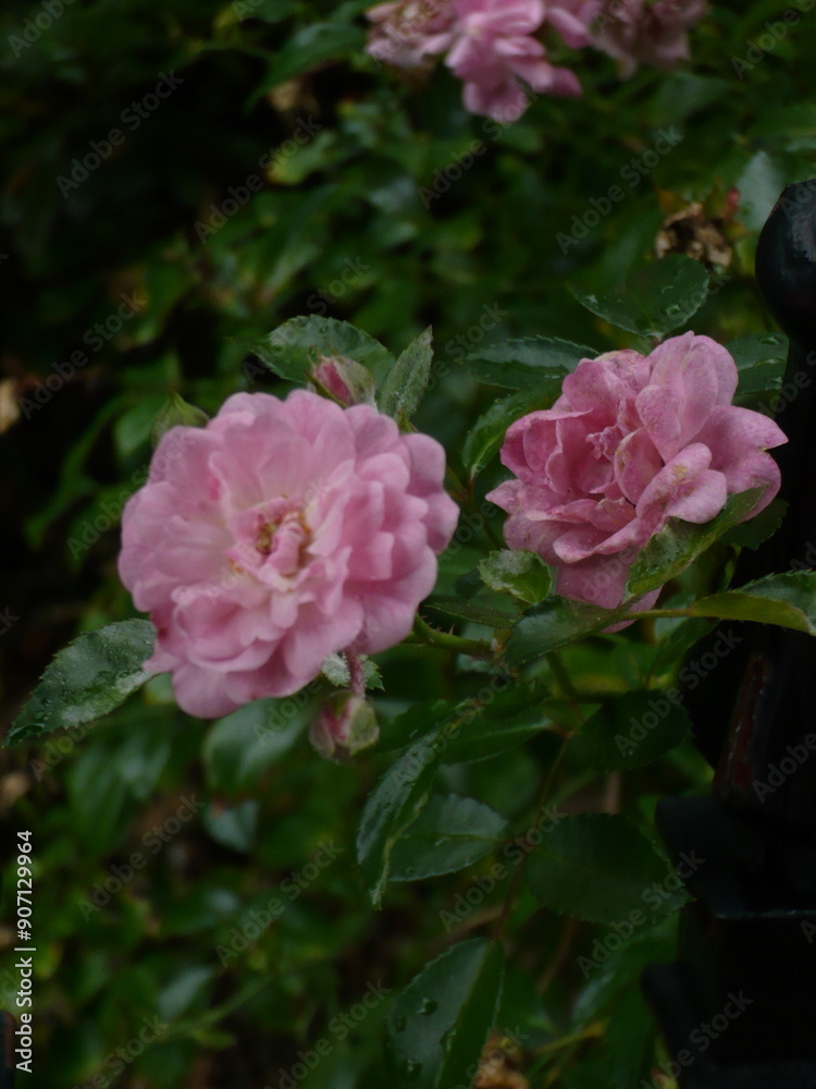 Fototapeta premium Pink Camellia