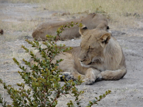 Lion in the Wild, Safari photo