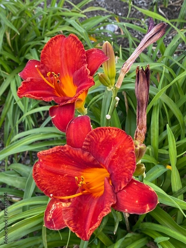 Photo of a Lilium orientalis,  Lilium Stargazer or Stargazer lily, a hybrid lily of the Oriental group growing in an urban garden close up view.