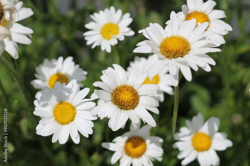 Closeup of white and yellow flowers or daisies Closeup of white and yellow flowers or daisies