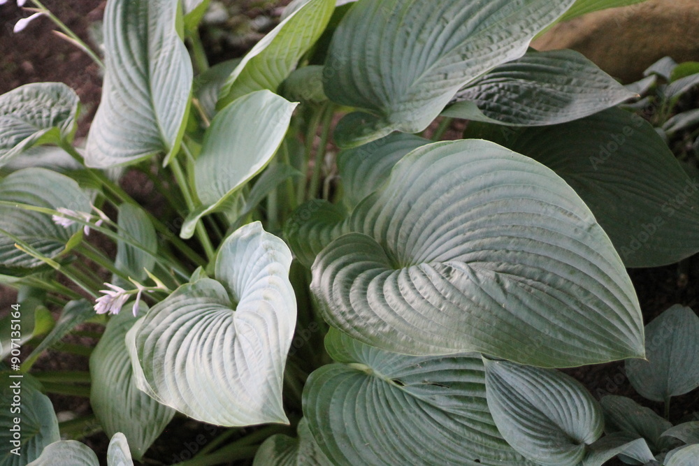 Green leafy tropical foliage Green leafy tropical foliage