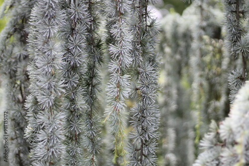 A closeup of branches of a tree