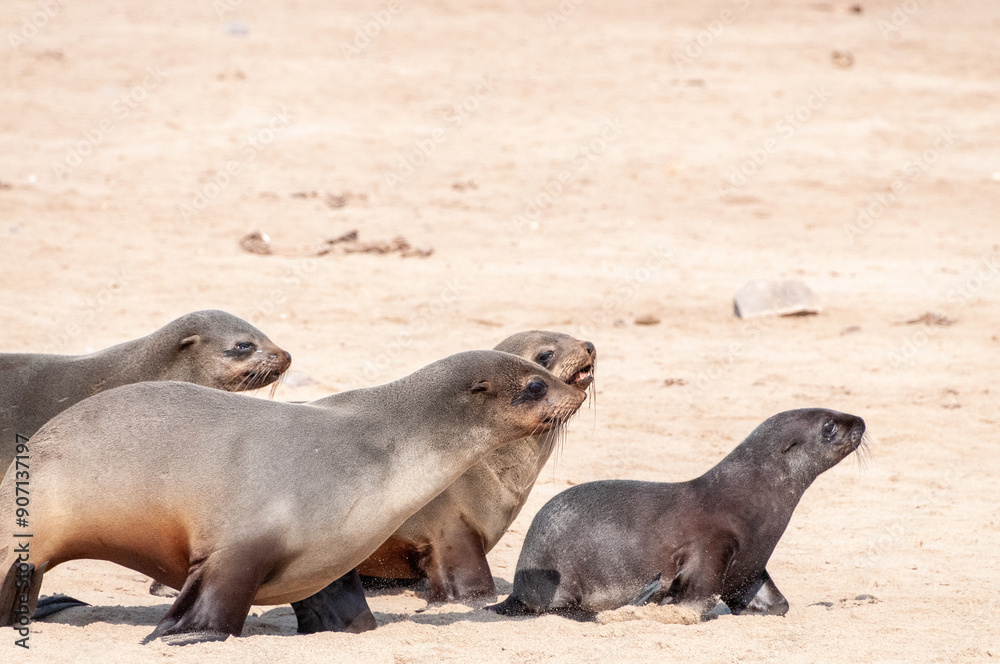 Fototapeta premium Detail of the seal colony at Cape Cross, off the skeleton coast of Namibia.
