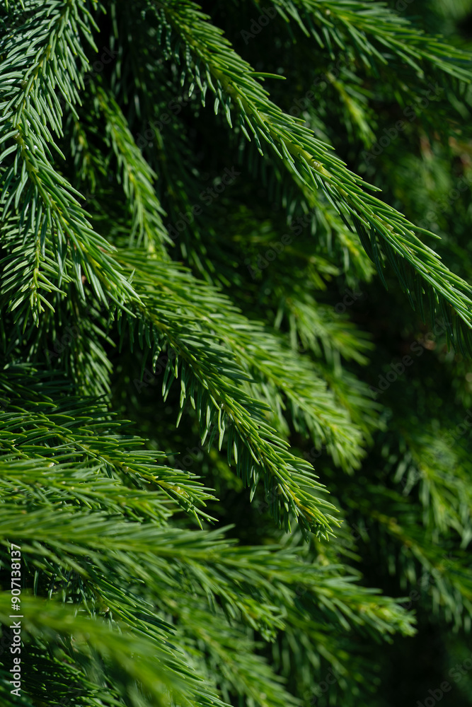 green twig of fir tree, closeup green twig of fir tree, closeup
