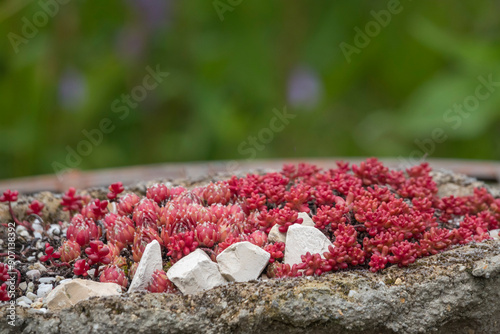 Blumenschale mit Mauerpfeffer, Sedum photo