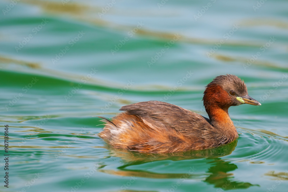 The little grebe (Tachybaptus ruficollis), also known as dabchick . This Waterfowl bird is member of the Grebe family. Portrait image of Little Grebe in natural water.