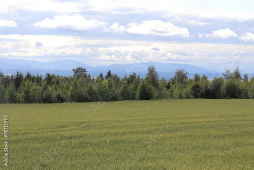 landscape with trees
