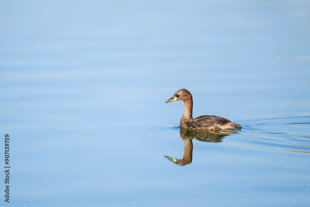 The little grebe (Tachybaptus ruficollis), also known as dabchick . This Waterfowl bird is member of the Grebe family. Portrait image of Little Grebe in natural water. The little grebe (Tachybaptus ruficollis), also known as dabchick . This Waterfowl bird is member of the Grebe family. Portrait image of Little Grebe in natural water.
