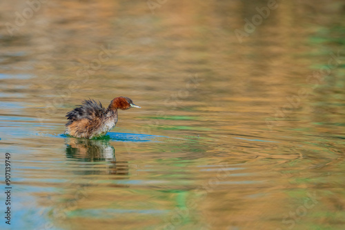 The little grebe (Tachybaptus ruficollis), also known as dabchick . This Waterfowl bird is member of the Grebe family. Portrait image of Little Grebe in natural water. 