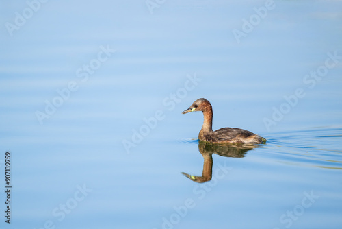 Obraz na płótnie The little grebe (Tachybaptus ruficollis), also known as dabchick . This Waterfowl bird is member of the Grebe family. Portrait image of Little Grebe in natural water. w salonie