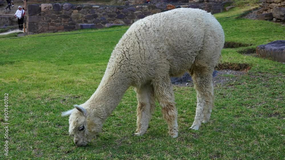 Close up view of cute peruvian white alpaca eating grass in Ollantaytambo, Peru. South America. Close up view of cute peruvian white alpaca eating grass in Ollantaytambo, Peru. South America.
