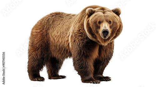 Grizzly Bear transparent background.