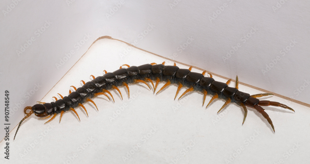 Scolopendra cingulata, also known as Megarian (Mediterranean) banded centipede. Scolopendra cingulata, also known as Megarian (Mediterranean) banded centipede.