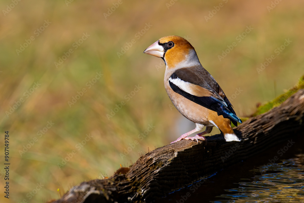 Hawfinch Hawfinch
