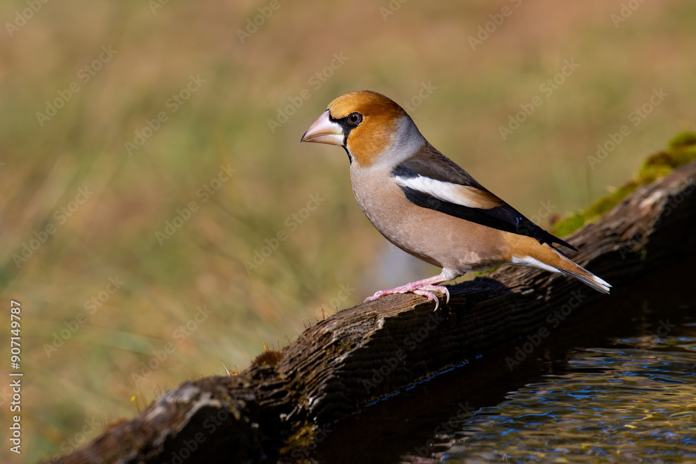 Hawfinch Hawfinch