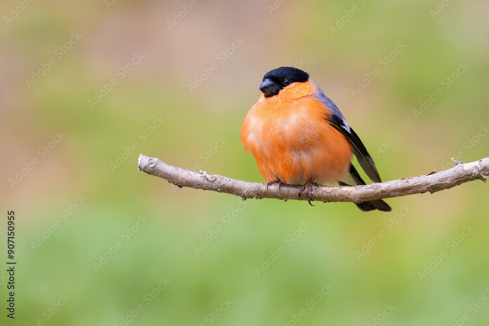 Eurasian Bullfinch Eurasian Bullfinch