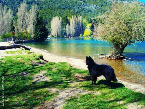 Perrito disfrutando del lago