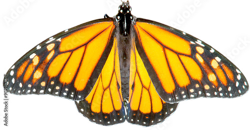 Wallpaper Mural Orange and black monarch butterfly Torontodigital.ca