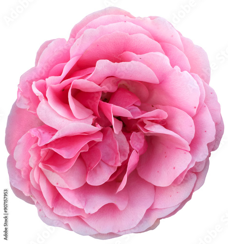 Fototapeta Naklejka Na Ścianę i Meble -  Close-up of a lush pink rose