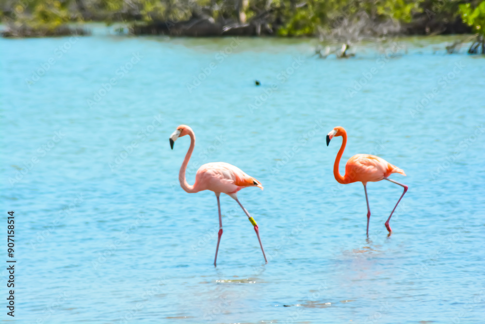Fototapeta premium Close up of two beautiful flamingos in salina in Bonaire, Caribbean island.