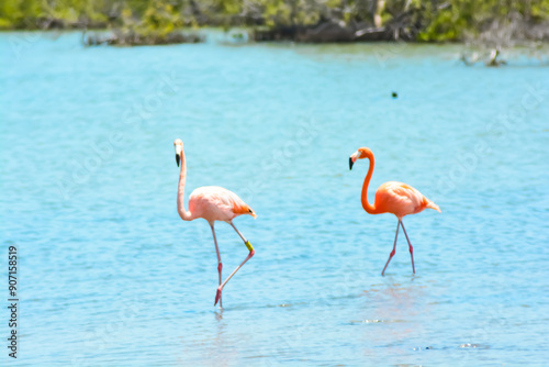 Close up of two beautiful flamingos in salina in Bonaire, Caribbean island.