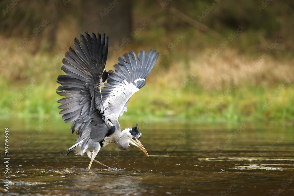 Lake in the forest with bird. Bird the water. Grey Heron, Ardea cinerea, bird hunting in the lake, green marsh grass and forest in the background, Czech republic.