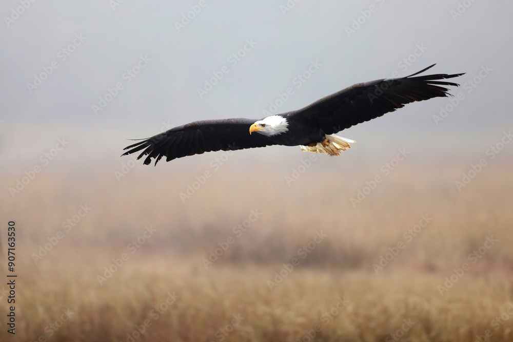 Bald Eagle, Haliaeetus leucocephalus, flying bird of prey against autumn background, yellow grass and forest. Homer, Alaska