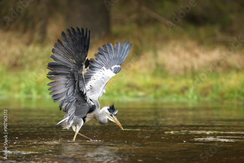 Obraz na płótnie Lake in the forest with bird. Bird the water. Grey Heron, Ardea cinerea, bird hunting in the lake, green marsh grass and forest in the background, Czech republic. w salonie