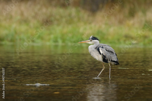 Obraz na płótnie Lake in the forest with bird. Bird the water. Grey Heron, Ardea cinerea, bird hunting in the lake, green marsh grass and forest in the background, Czech republic. w salonie