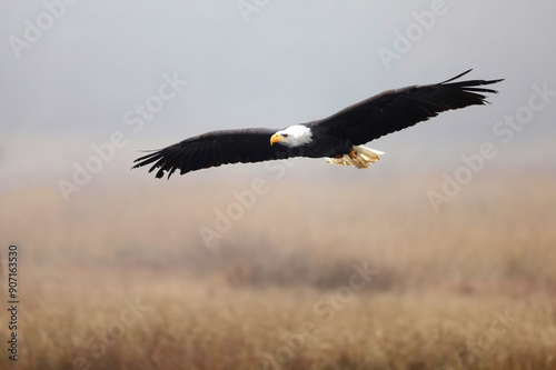Obraz na płótnie Bald Eagle, Haliaeetus leucocephalus, flying bird of prey against autumn background, yellow grass and forest. Homer, Alaska w salonie