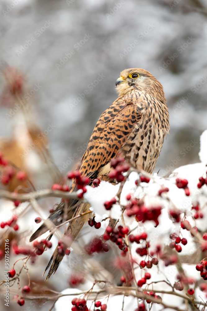 Common kestrel (Falco tinnunculus) perched on a branch with snow ready to hunt. Snow cold freeze weather with raptor in Czech republic