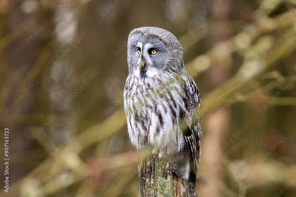 Great grey owl, Strix nebulosa, bird hunting , sitting on old tree trunk, portrait of large owl. Wildlife nature.